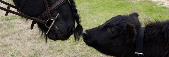 Heather Hopkins - CC-BY-SA