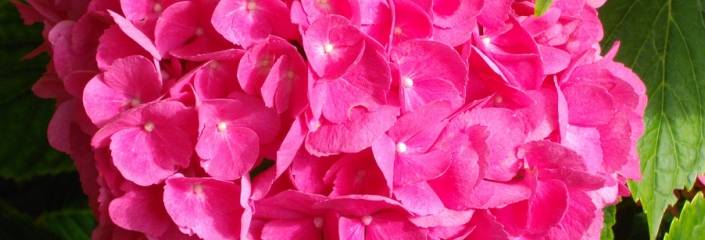 Foto einer Hortensie - von Diddy. K - CC-BY-SA