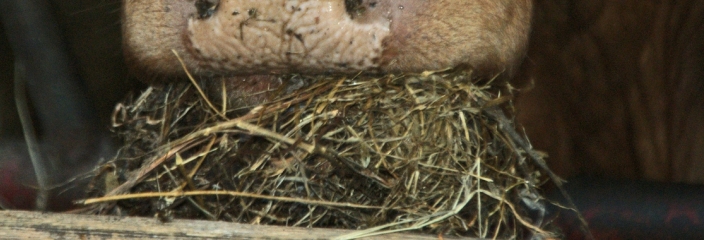 Kuh die Heu frist (Winfried CC-BY-NC-SA)